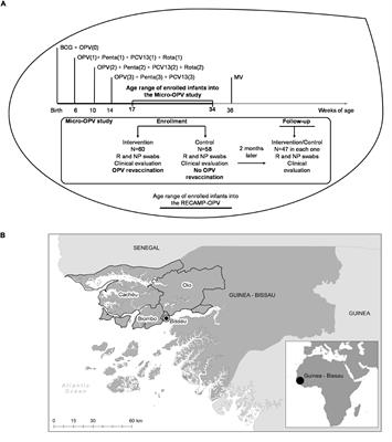 Oral polio revaccination is associated with changes in gut and upper respiratory microbiomes of infants